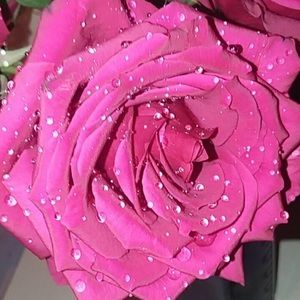 Meet your Posher, Dakota